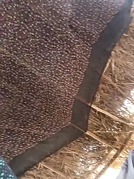 lodhi8080 online show from 03/05/26, 06:42