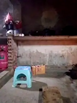 cdyyds-69 online show from 01/15/26, 11:08