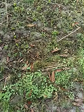 Shivanisingh4 online show from 03/30/26, 02:01