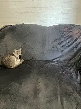 Snapshot of AlisRoxy chatting on 02/22/26, 06:13 AlisRoxy online show from 02/22/26, 06:13