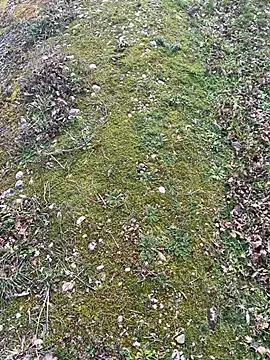 Snapshot of magicdickx21 chatting on 02/20/26, 02:06 magicdickx21 online show from 02/20/26, 02:06