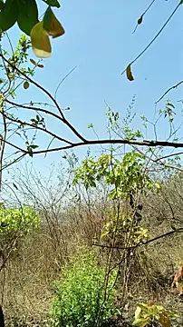 Krishna-10 online show from 04/22/26, 04:59