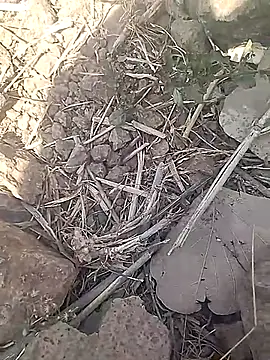 Cute Boy 4 online show from 02/18/26, 07:37