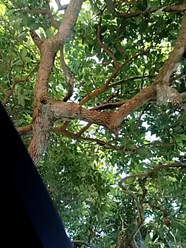 Mkhothiwesibumbu online show from 02/02/26, 06:12