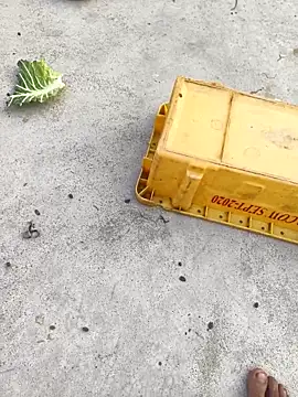 rubitrides11 online show from 02/07/26, 11:25