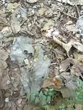 kalai 32 online show from 02/04/26, 06:19