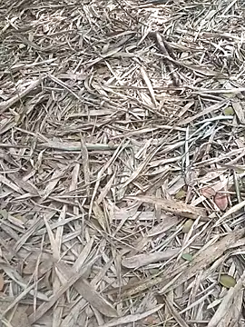 kalai 32 online show from 02/06/26, 06:51