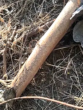 Vinita cuty online show from 02/09/26, 04:16