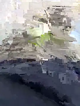 Nickysfd01 online show from 04/14/26, 02:34