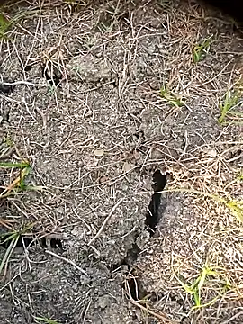 Ambala1 online show from 04/23/26, 02:35