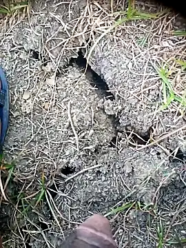 Ambala1 online show from 04/24/26, 02:03