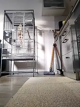 sexy8993 online show from 04/13/26, 05:40