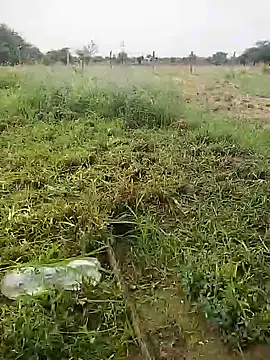 delhicouple50 online show from 07/08/26, 03:22