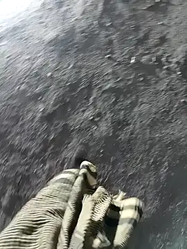 Bengali BULL1 online show from 11/17/25, 01:50