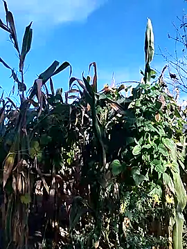 sarpe4 online show from 09/28/25, 06:19