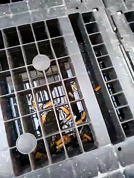 Ethangay online show from 02/25/26, 07:18