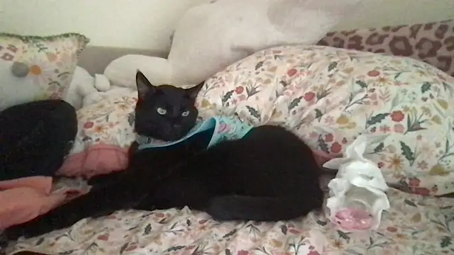 HYPHYtype online show from 09/09/25, 10:31