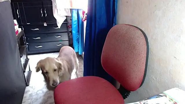 Barbiegomez online show from 10/14/25, 04:41