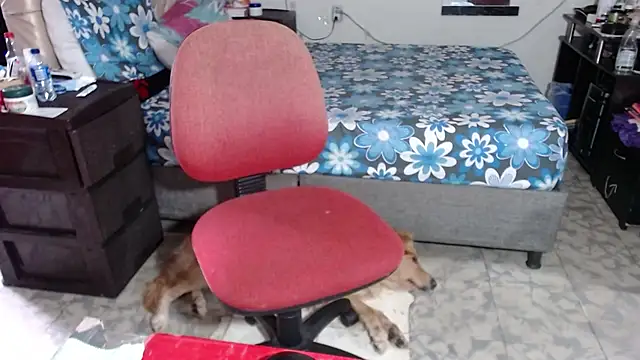 Barbiegomez online show from 11/26/25, 09:27