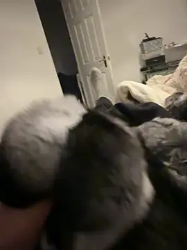 Furdale online show from 02/06/26, 06:44