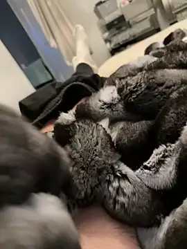 Furdale online show from 02/26/26, 05:23