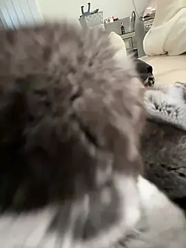 Furdale online show from 03/03/26, 03:29