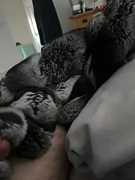 Furdale online show from 04/21/26, 06:01