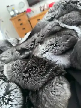 Furdale online show from 04/22/26, 03:13