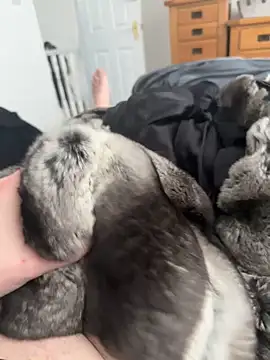 Furdale online show from 04/25/26, 03:09