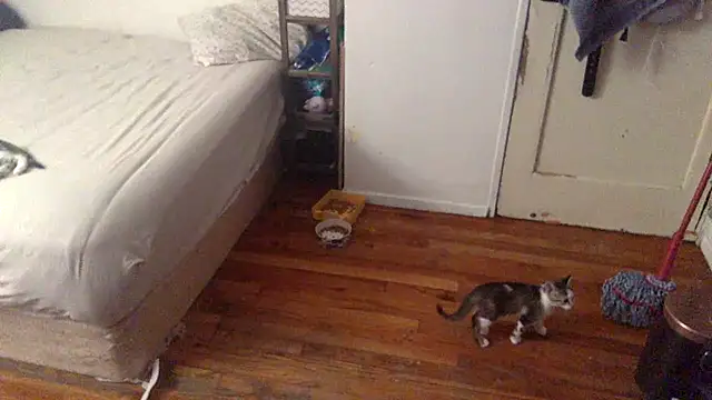 BIG-CkD F online show from 09/08/25, 03:33