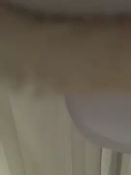 GHsveter online show from 03/31/26, 10:37