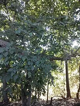 Snapshot of Rinku5553 chatting on 01/27/25, 08:18 Rinku5553 online show from 01/27/25, 08:18