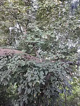 Snapshot of Rinku5553 chatting on 10/30/25, 02:13 Rinku5553 online show from 10/30/25, 02:13