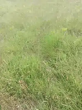 Saysomething3 online show from 06/18/26, 09:14