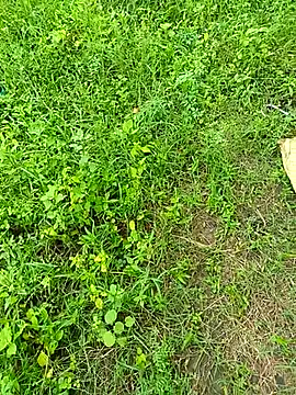 Snapshot of kummuduabbai chatting on 09/12/25, 08:25 kummuduabbai online show from 09/12/25, 08:25