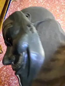 SugarNdBrownie online show from 02/08/26, 09:29