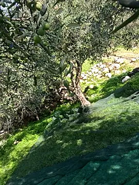 VictoriaMiami online show from 11/15/25, 08:44