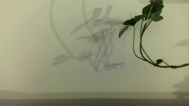 fdd13 online show from 02/18/25, 06:37