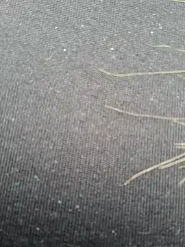 Evehampy online show from 12/01/24, 06:08