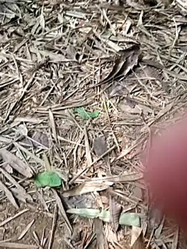 Blanco2023 online show from 02/20/25, 06:02