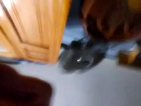 Daza67 online show from 04/05/26, 06:21