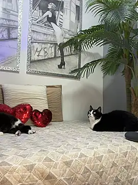 Mau White online show from 02/15/26, 02:08