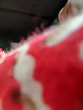 Kolkata   Boy online show from 11/16/25, 05:46